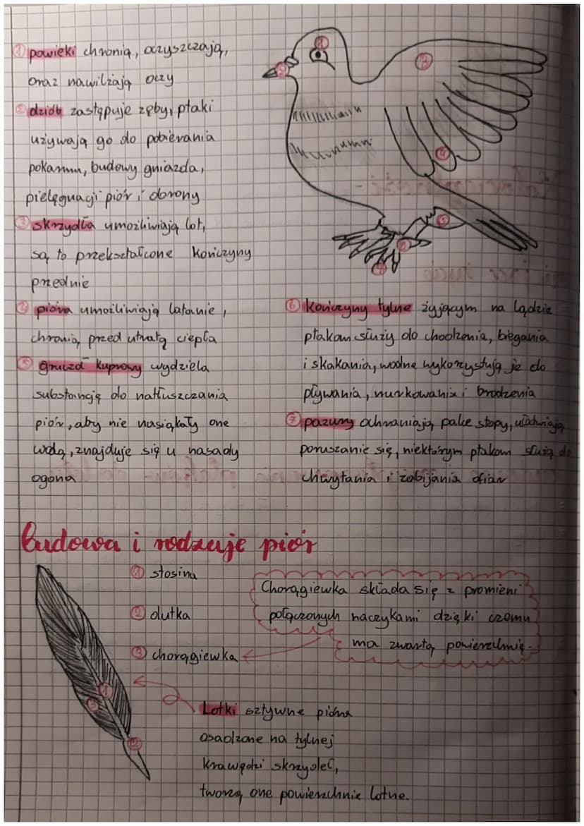 Biologics
ptaki kręgowce
zdolne do lotur
Halocieplnosi-
miejsce życia
• zdolność do utrzymyvania stałej temperatury
ciala, niezależnie od te