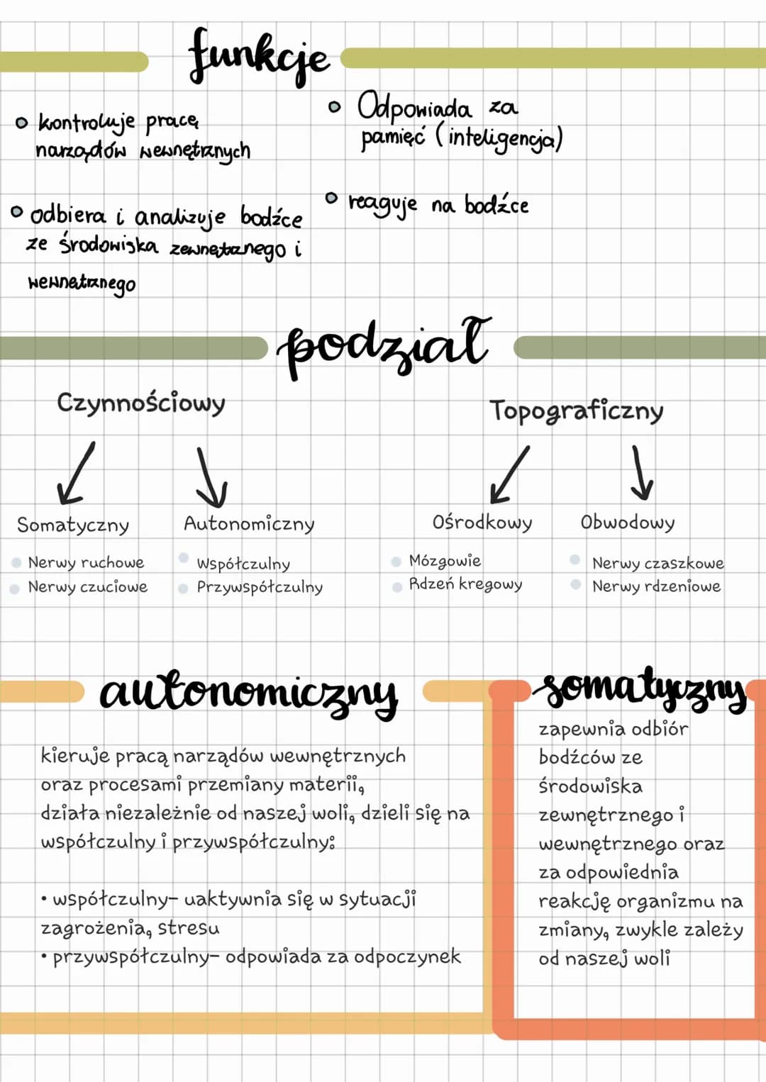 o kontroluje pracę
narządów wewnętrznych
funkcje
o odbiera i analizuje bodźce
ze środowiska zewnętrznego i
wewnetrznego
Czynnościowy
✓
Somat