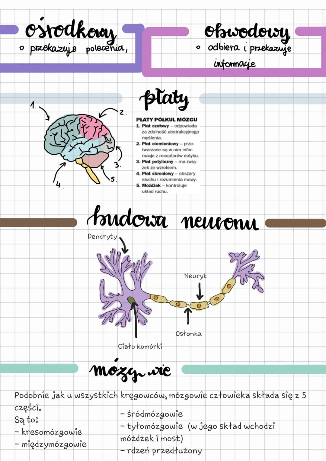 o kontroluje pracę
narządów wewnętrznych
funkcje
o odbiera i analizuje bodźce
ze środowiska zewnętrznego i
wewnetrznego
Czynnościowy
✓
Somat