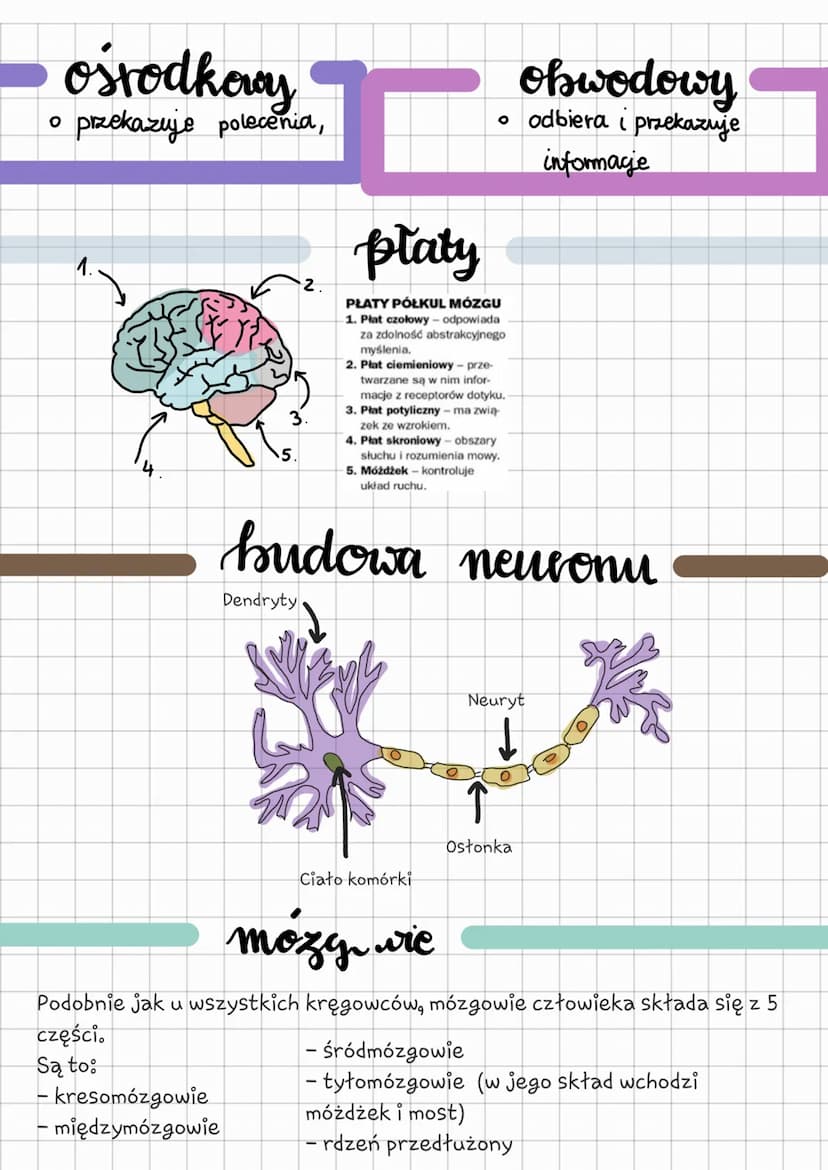 o kontroluje pracę
narządów wewnętrznych
funkcje
o odbiera i analizuje bodźce
ze środowiska zewnętrznego i
wewnetrznego
Czynnościowy
✓
Somat