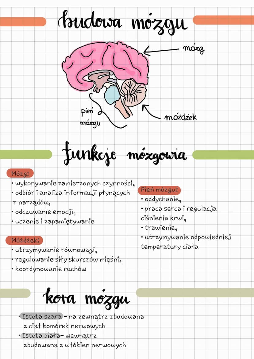 o kontroluje pracę
narządów wewnętrznych
funkcje
o odbiera i analizuje bodźce
ze środowiska zewnętrznego i
wewnetrznego
Czynnościowy
✓
Somat