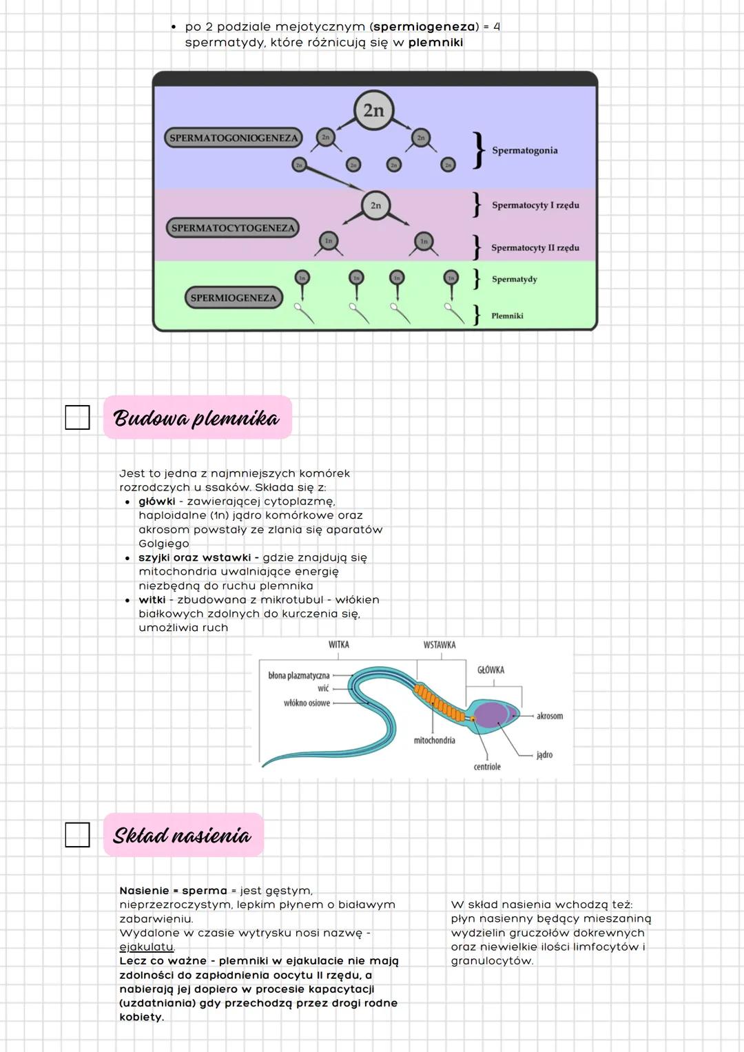 Układ
rozrodczy
męski
Męskie narządy rozrodcze
Budowa
- narządy zewnętrzne
- prącie
- moszna
- narządy wewnętrzne
- jądra
- najądrza
- nasie