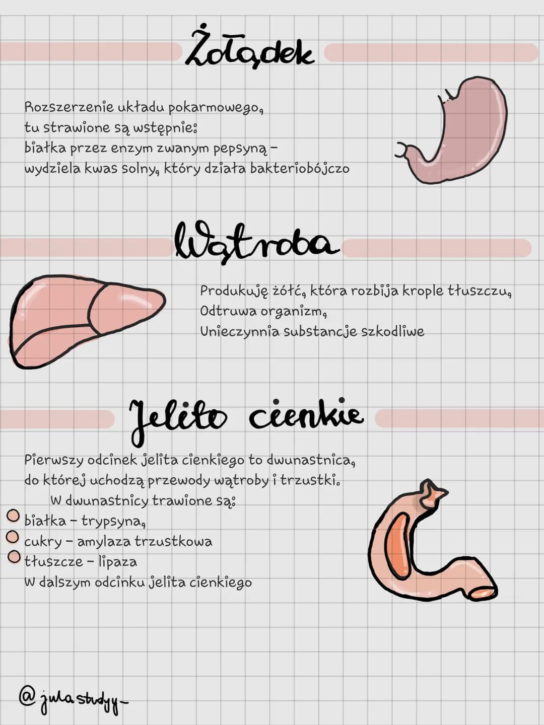 Układ Pokarmory
@jula studyy- Jama ustna
Pierwszy odcinek układu pokarmowego otoczony
wargami. Zachodzi trawienie mechaniczne oraz
chemiczne