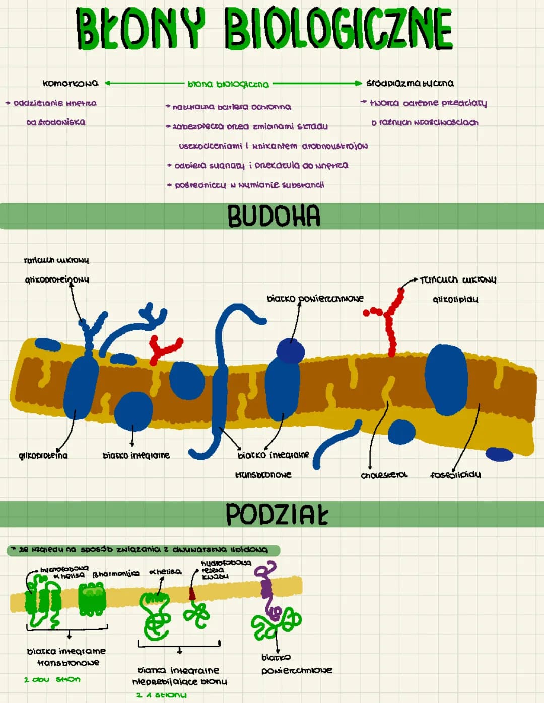 Jak działają błony biologiczne: Struktura, funkcje i transport!