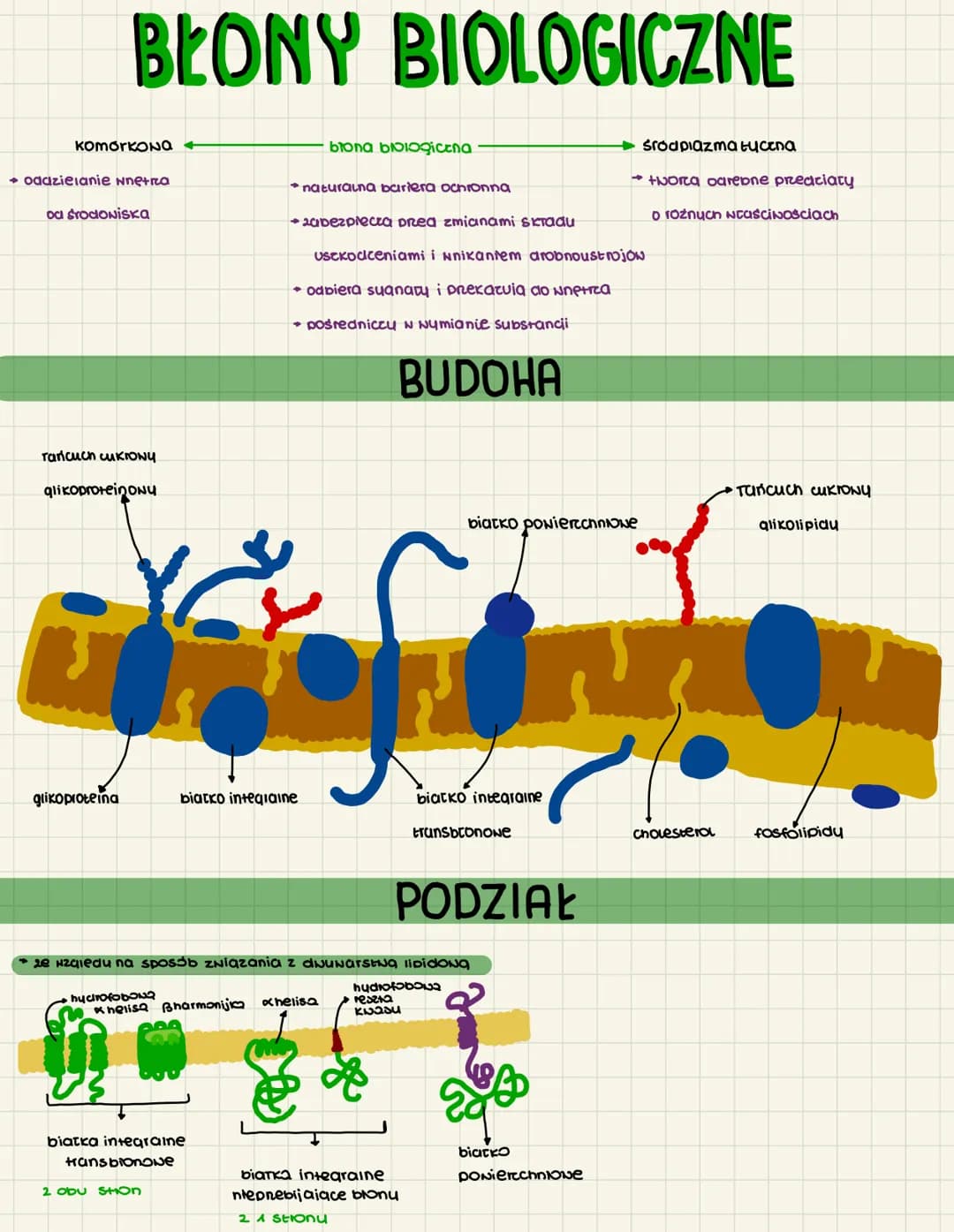KOMÓRKONG +
BŁONY BIOLOGICZNE
oddzielanie wnętra
oa Środowiska
Tańcuch cukrONY
glikoproteinony
glikoproteina
huchrofobou
23
Khalisa Bharmoni