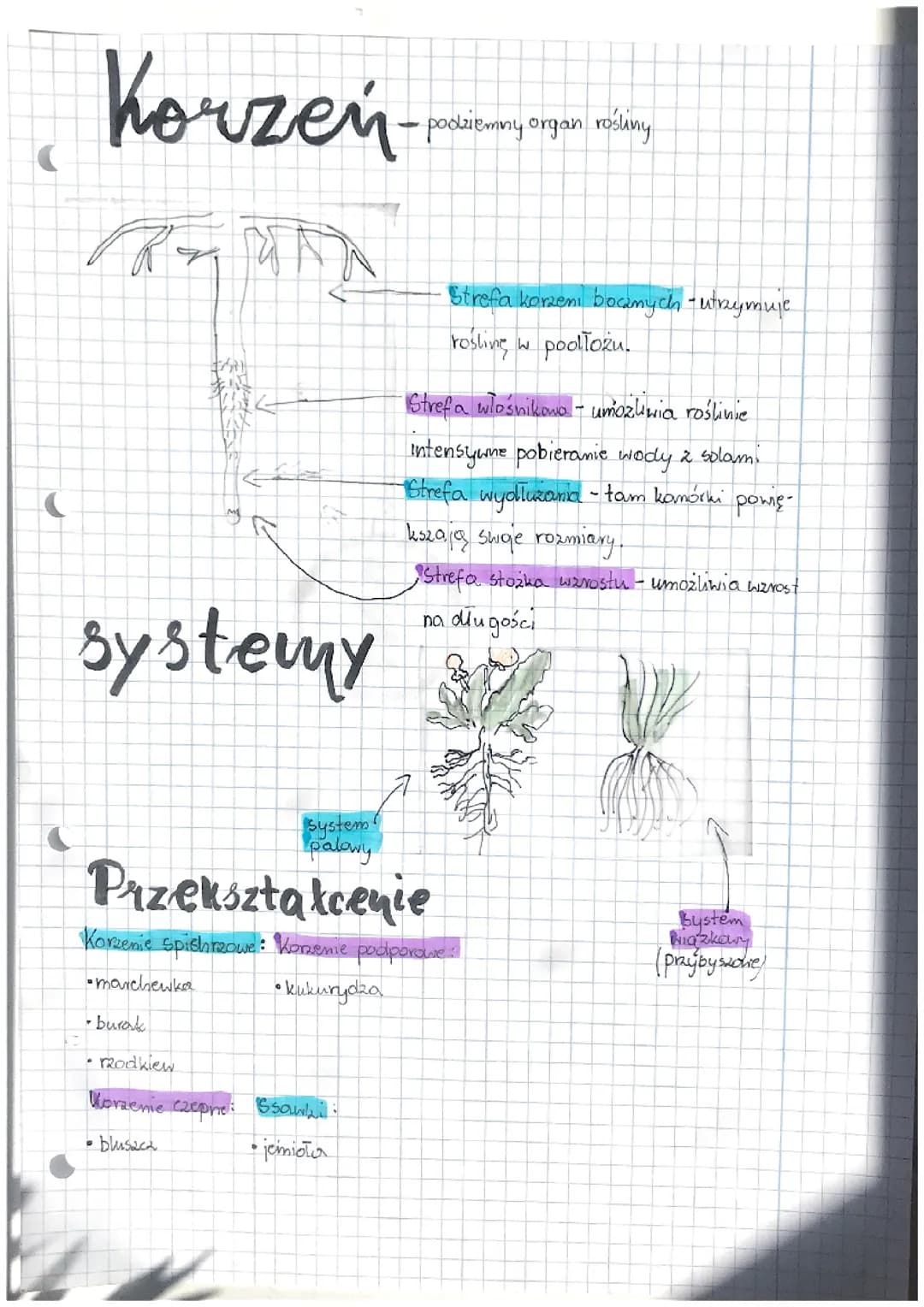 Biologia klasa 5- Korzeń