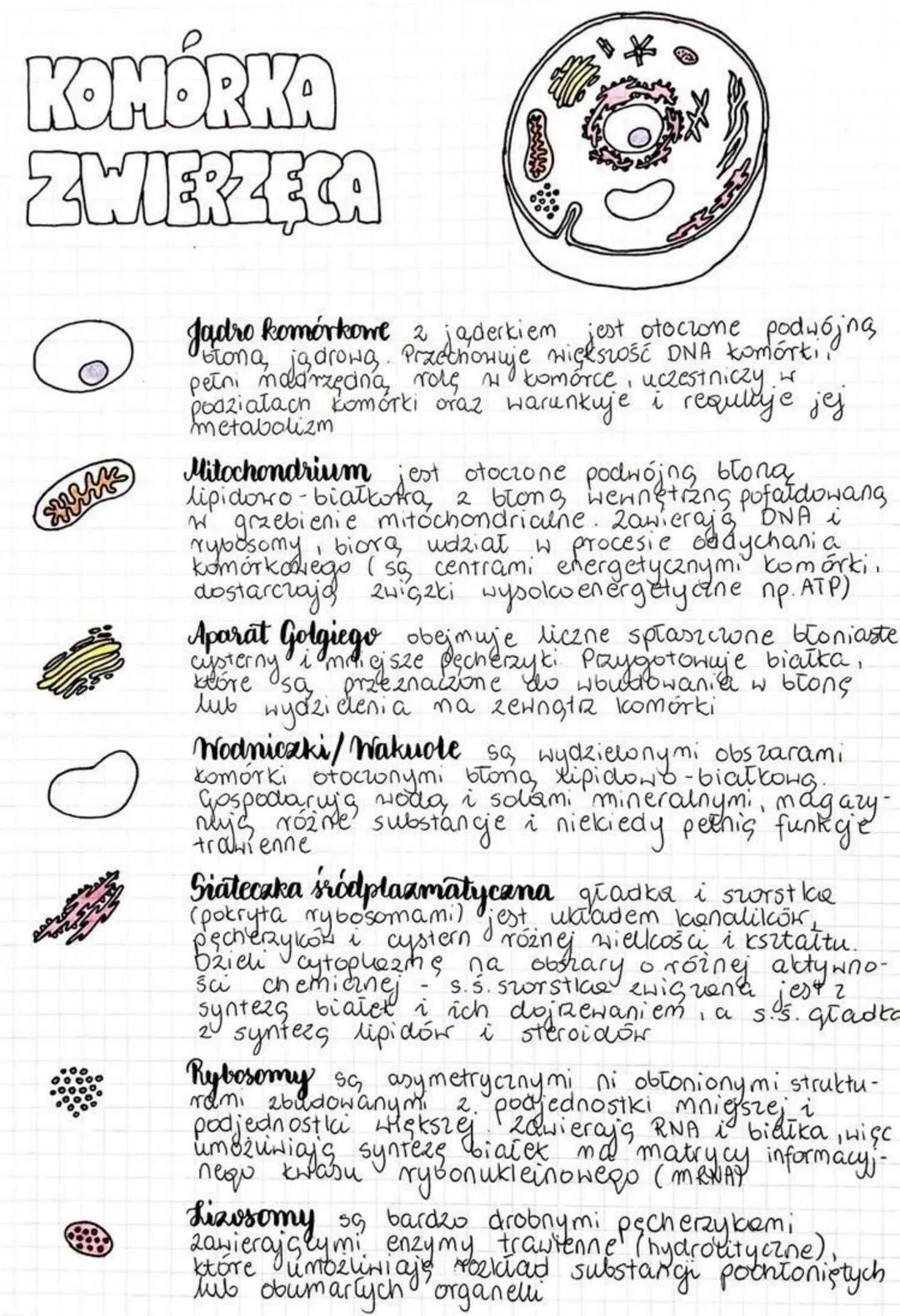 KOMÓRKA
ZWIERZĘCA
Swans
*
Jądro komórkowe z jąderkiem jest otoczone podwójną
błona jądrową. Przechowuje większość DNA komórki,
pełni modrzęd