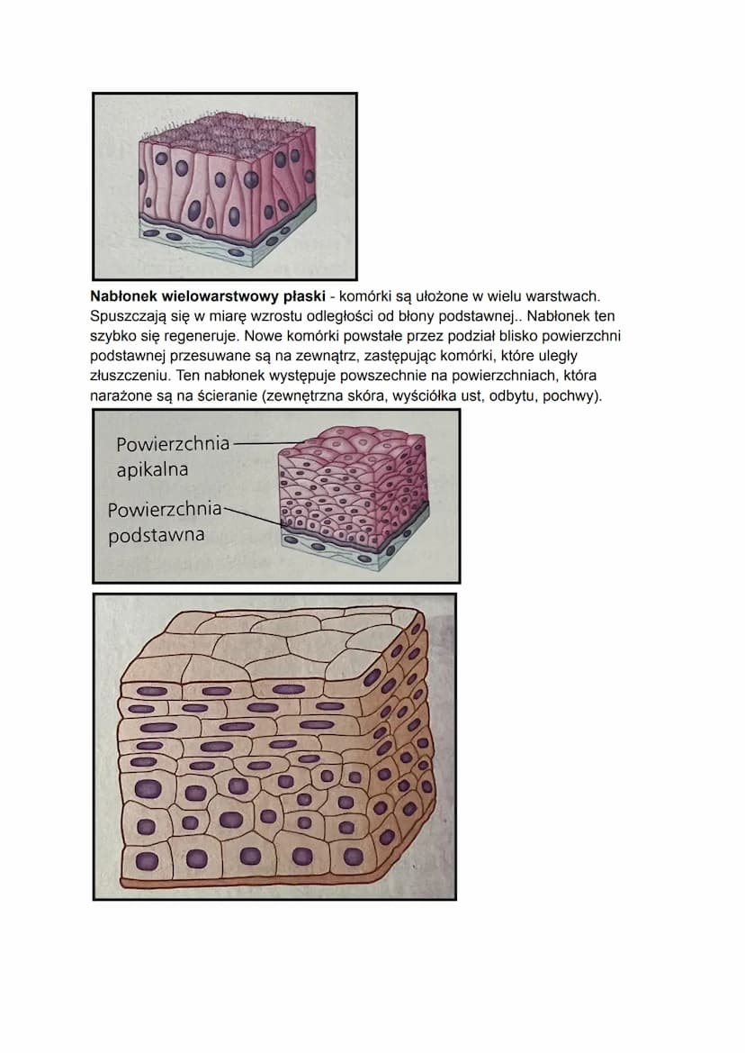 Tkanki pierwotne, czyli listki zarodkowe, formują się podczas wczesnych etapów
rozwoju zarodkowego. W późniejszych etapach powstają z nich:

