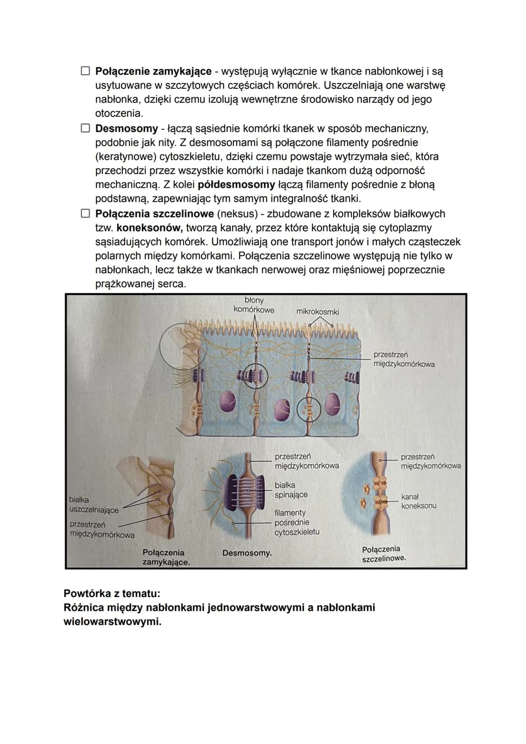 Tkanki pierwotne, czyli listki zarodkowe, formują się podczas wczesnych etapów
rozwoju zarodkowego. W późniejszych etapach powstają z nich:
