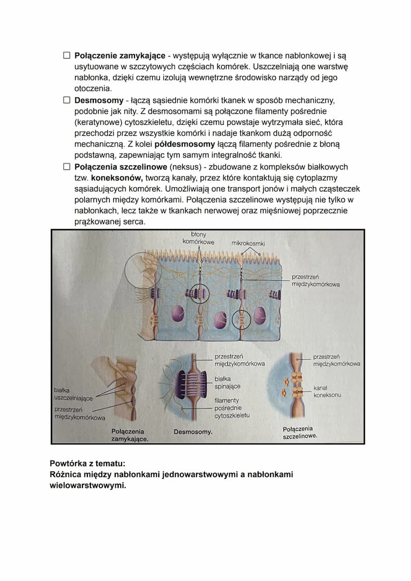 Tkanki pierwotne, czyli listki zarodkowe, formują się podczas wczesnych etapów
rozwoju zarodkowego. W późniejszych etapach powstają z nich:
