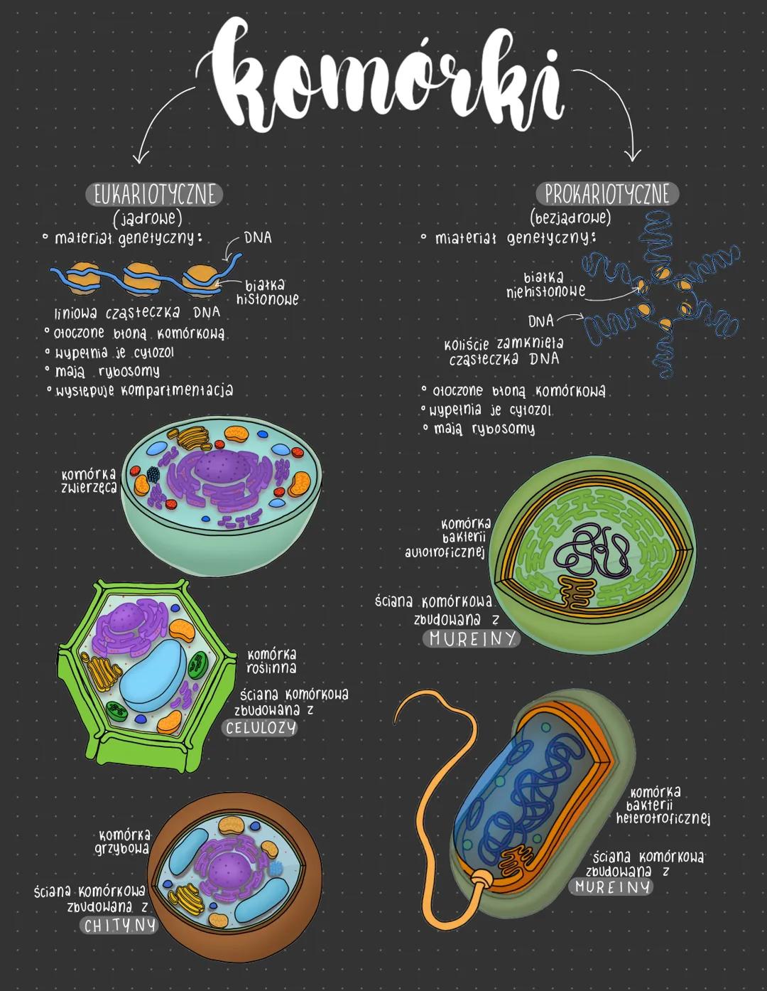 # komórki

EUKARIOTYCZNE
(jądrowe)
*   materiał genetyczny:

DNA

białka
histonowe

liniowa cząsteczka DNA
*   otoczone błoną komórkową
wype