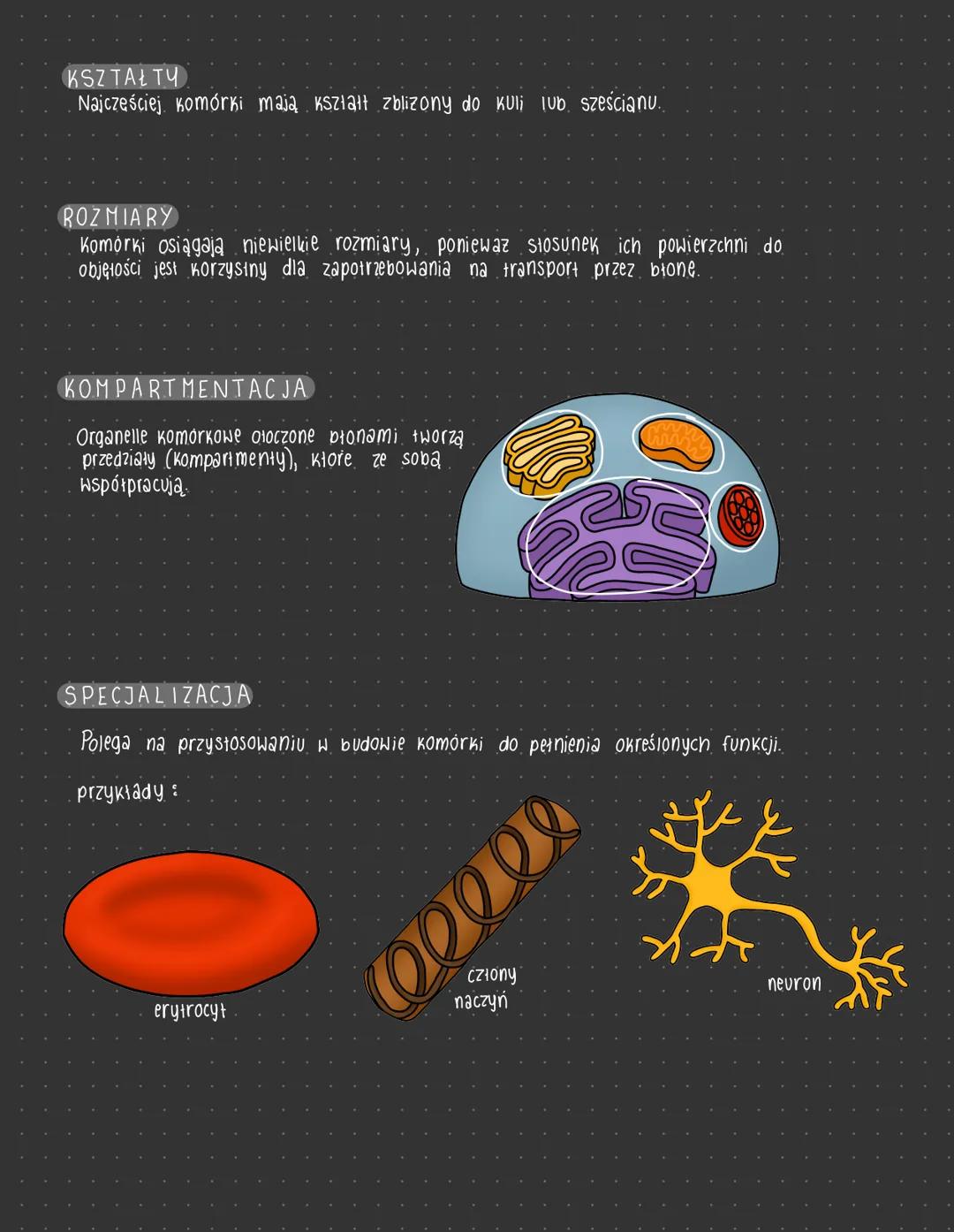 # komórki

EUKARIOTYCZNE
(jądrowe)
*   materiał genetyczny:

DNA

białka
histonowe

liniowa cząsteczka DNA
*   otoczone błoną komórkową
wype