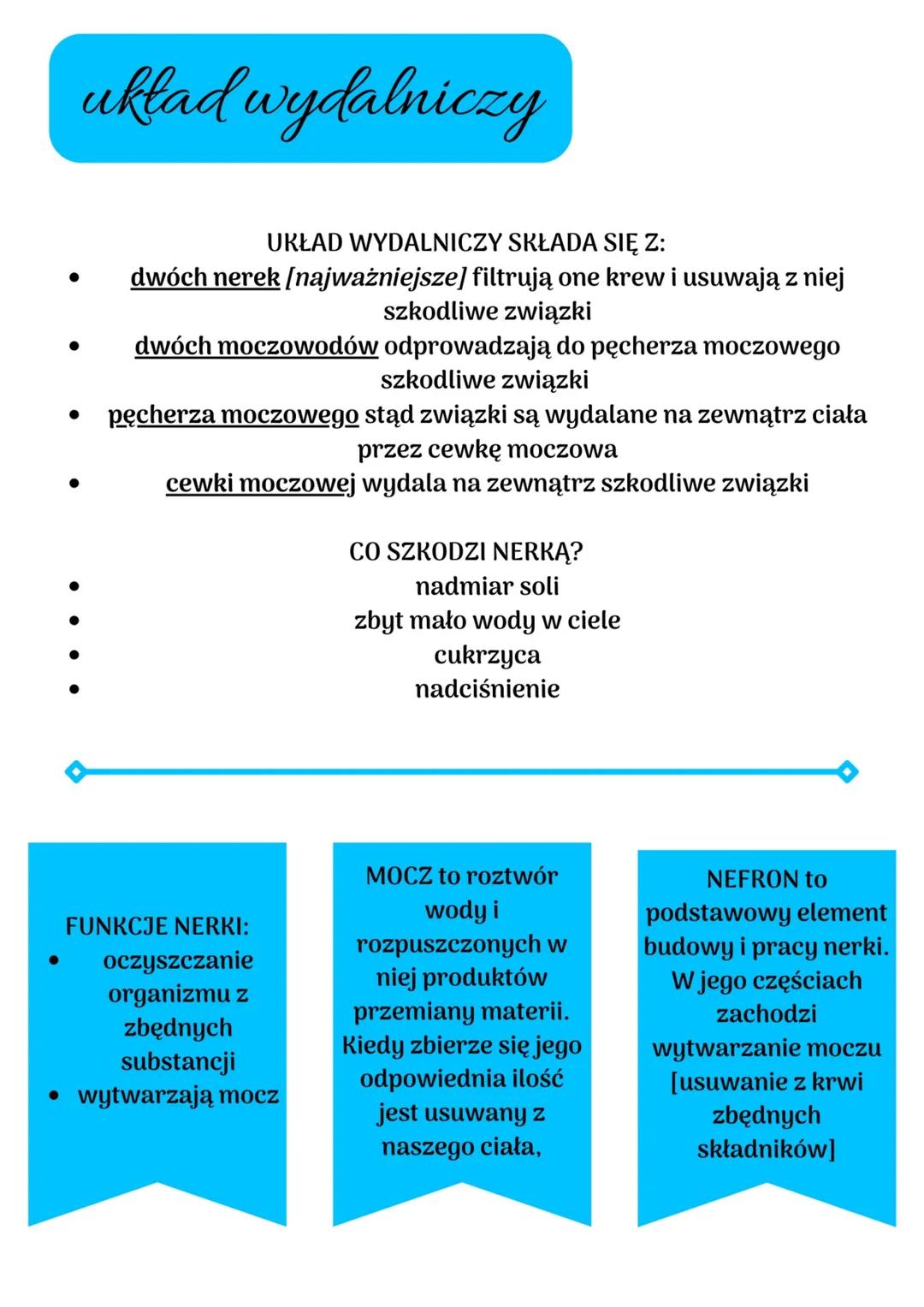 # układ wydalniczy

URŁAD WYDALNICZY SKŁADA SIĘ Z:

*   dwóch nerek [najważniejsze] filtrują one krew i usuwają z niej
szkodliwe związki
*  