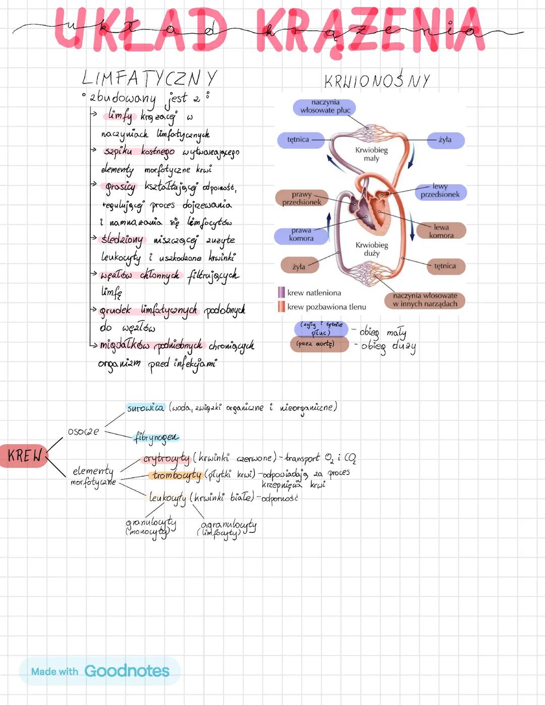 Układ krążenia: systemy limfatyczny i krwionośny oraz ich rola