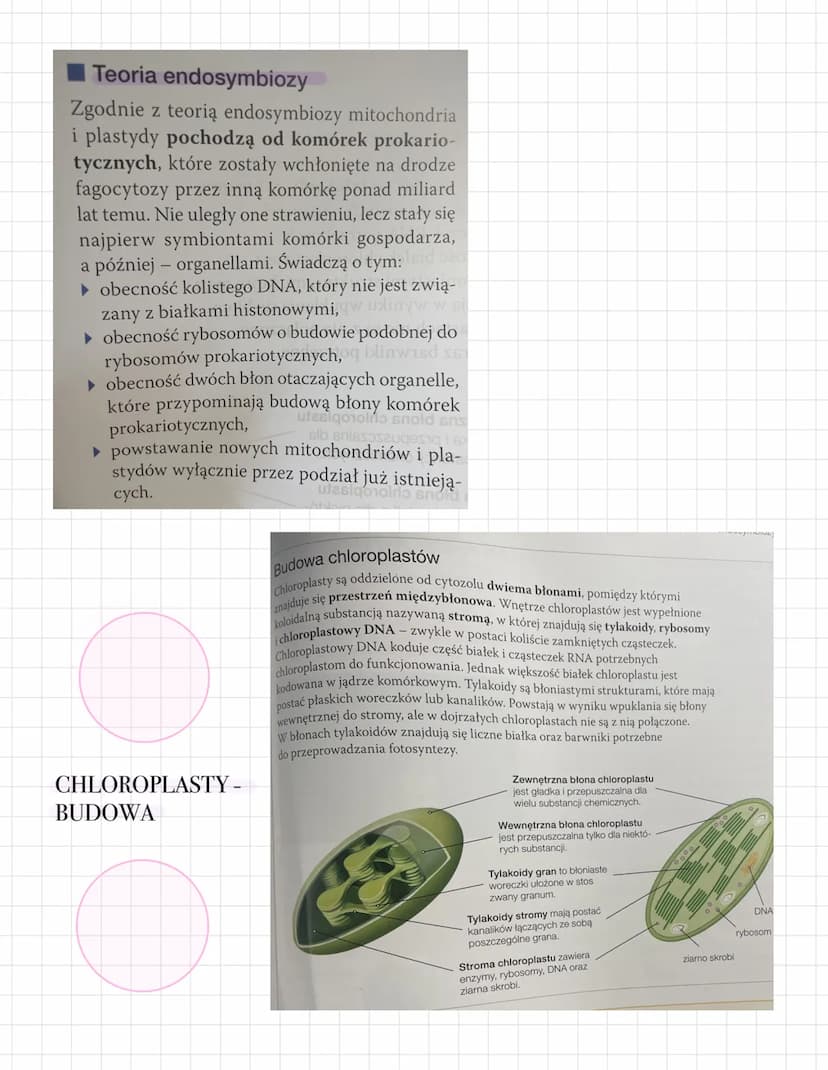 Teoria endosymbiozy
Zgodnie z teorią endosymbiozy mitochondria
i plastydy pochodzą od komórek prokario-
tycznych, które zostały wchłonięte n