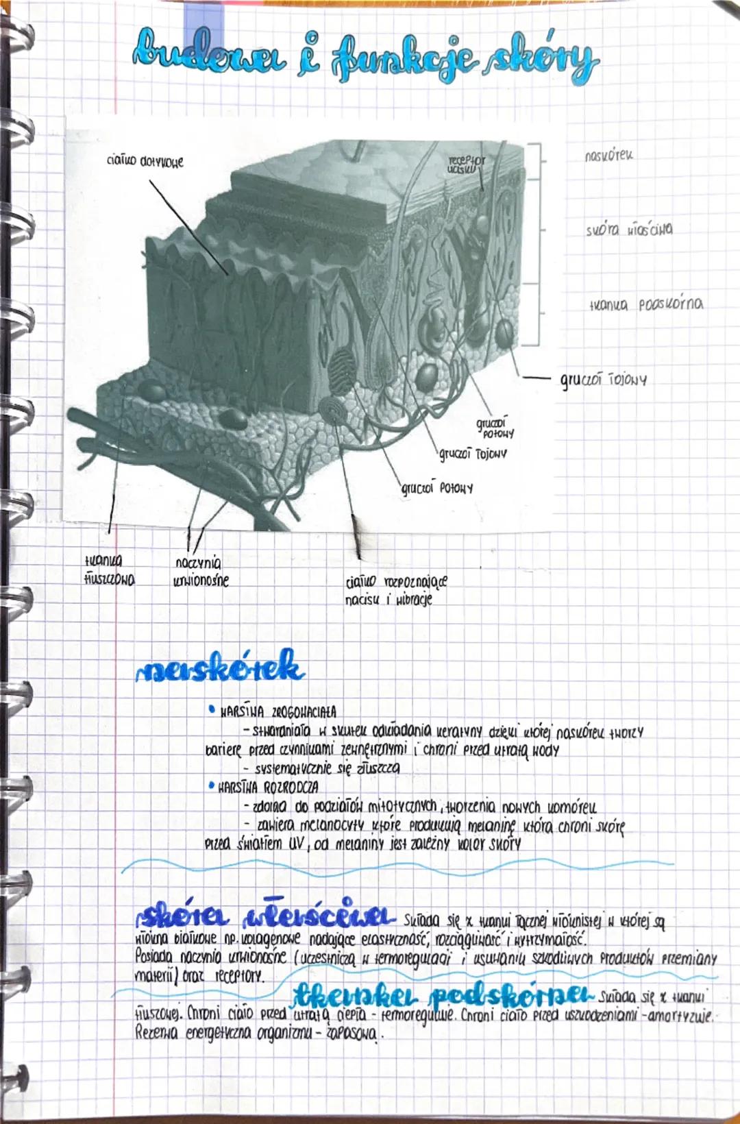 # budener i funkcje skóry

cialno dotyvoge

nasvórek

svora wiościta

ivanka poaskorna

gruczoł TOJONY

gruczoi
POTOHY

gruczoł Tojowy

дпис
