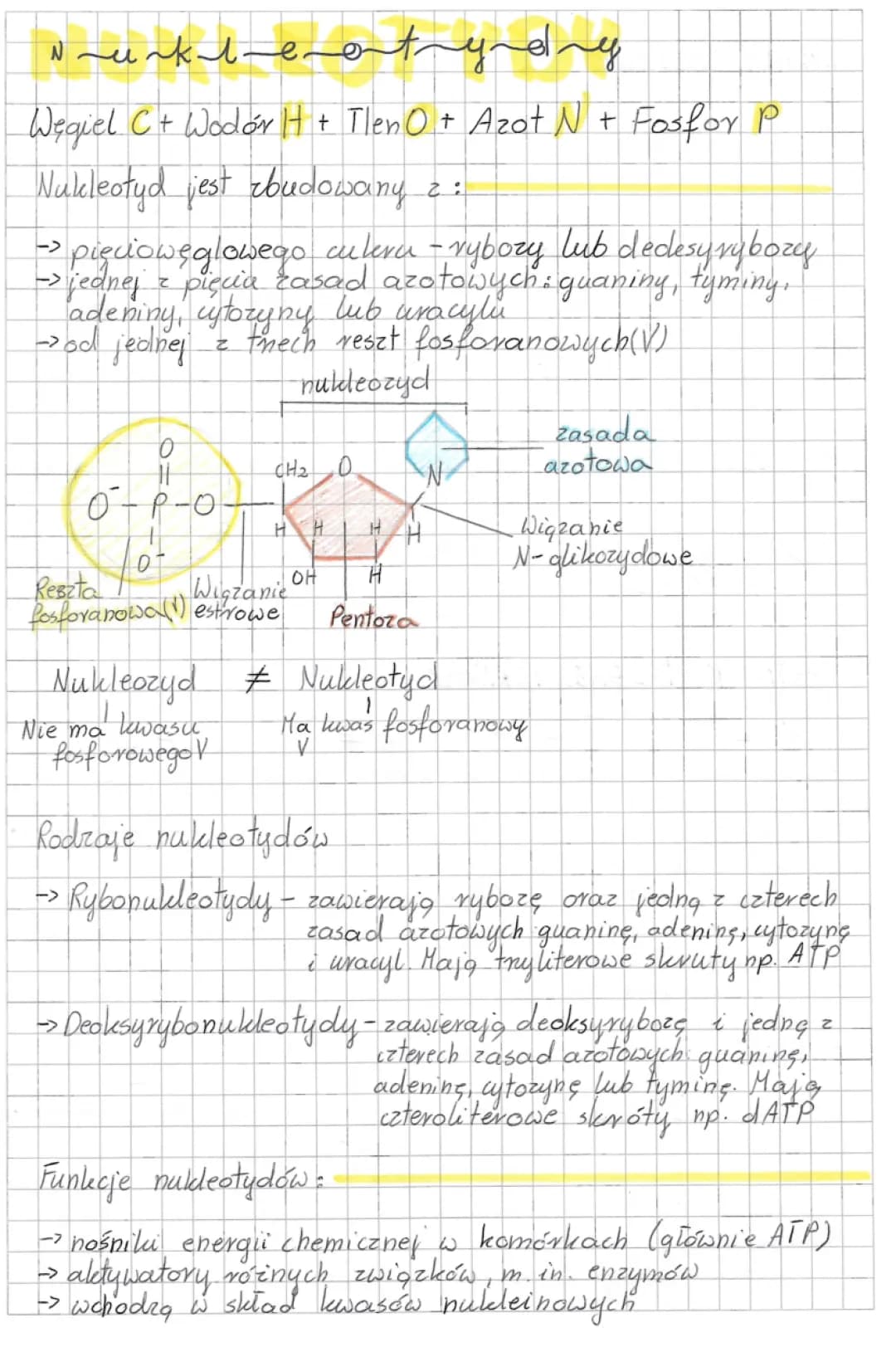 Budowa i Funkcje Nukleotydów: DNA, RNA i Więcej