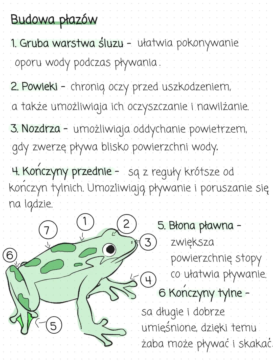 PŁAZY
kręgowce wodno- lądowe
Środowisko
zycia
▪ Większość płazów to zwierzęta dwuśrodowiskowe.
Oznacza to, że przez całe zycie zamieszkują o