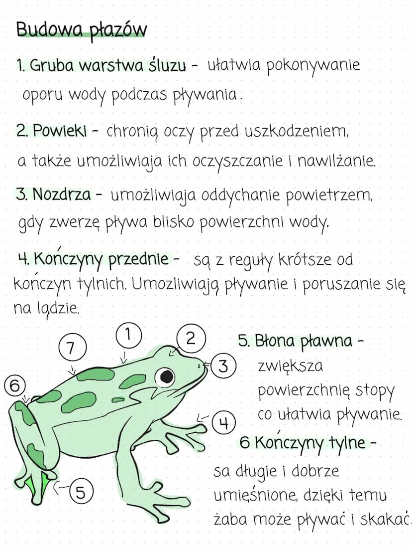 PŁAZY
kręgowce wodno- lądowe
Środowisko
zycia
▪ Większość płazów to zwierzęta dwuśrodowiskowe.
Oznacza to, że przez całe zycie zamieszkują o