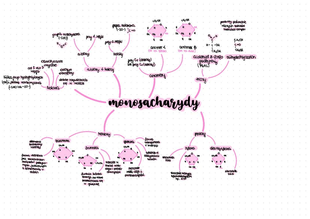 Sacharydy - Wyjaśnienie i Znaczenie