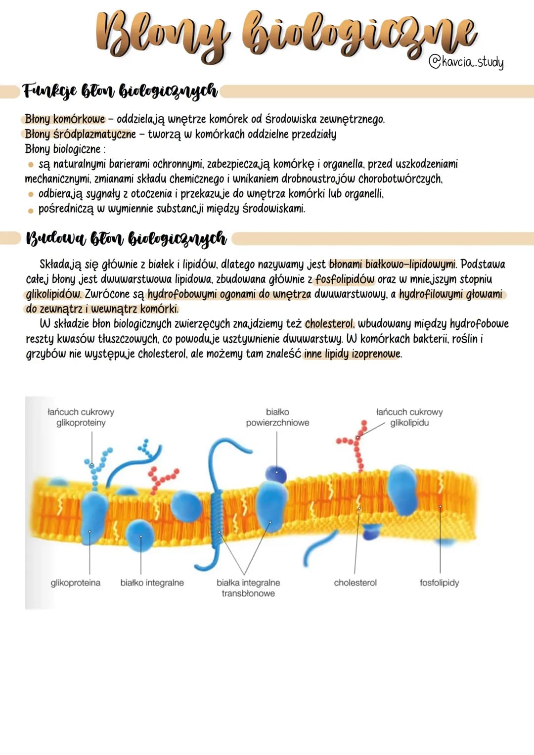 Błony biologiczne 