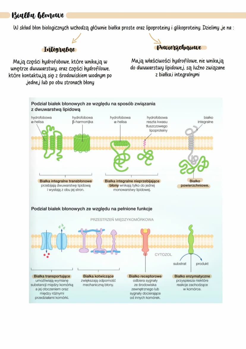 ●
Blony biologiczne
Funkcje blon biologicznych
Błony komórkowe - oddzielają wnętrze komórek od środowiska zewnętrznego.
Błony śródplazmatycz