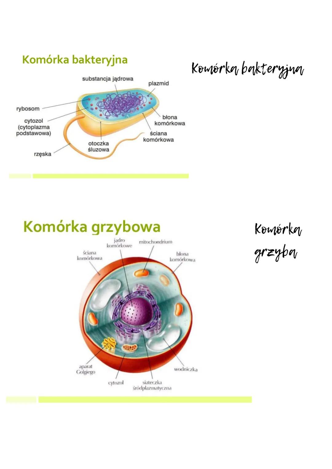 Komórka jest najmniejszą strukturą budującą organizm, która ma wszystkie
cechy istoty żywej. Różnią się one wielkością.
Komórka roślinna
1- 