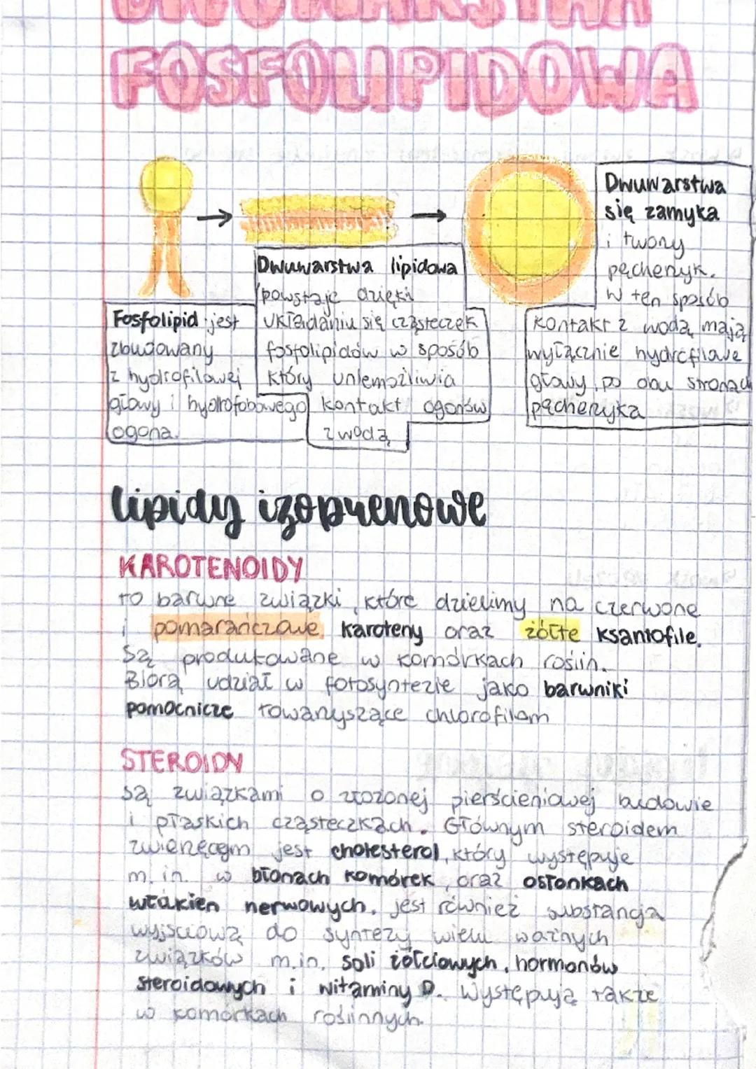 BUDOLIA
FUNKCJE LIPI
APIDON
budowa i rodzaje lipidów
PROSTIE AKOZOME
tłuszcze
właśawe
woski
• fosfolipidy
egu kolipidy
IZOPRENOWE
• steroidy