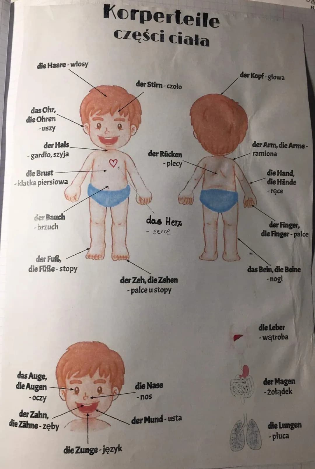 die Haare-włosy
das Ohr,
die Ohren
- uszy
der Hals
-gardło, szyja
die Brust
- klatka piersiowa
der Bauch
- brzuch
der Fuß,
die Füße-stopy
da