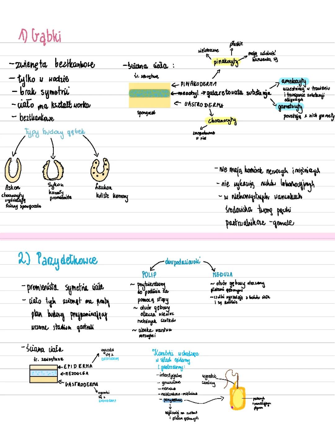 Animal Sponge Types, Flatworm Reproduction, and Jellyfish Body Structure