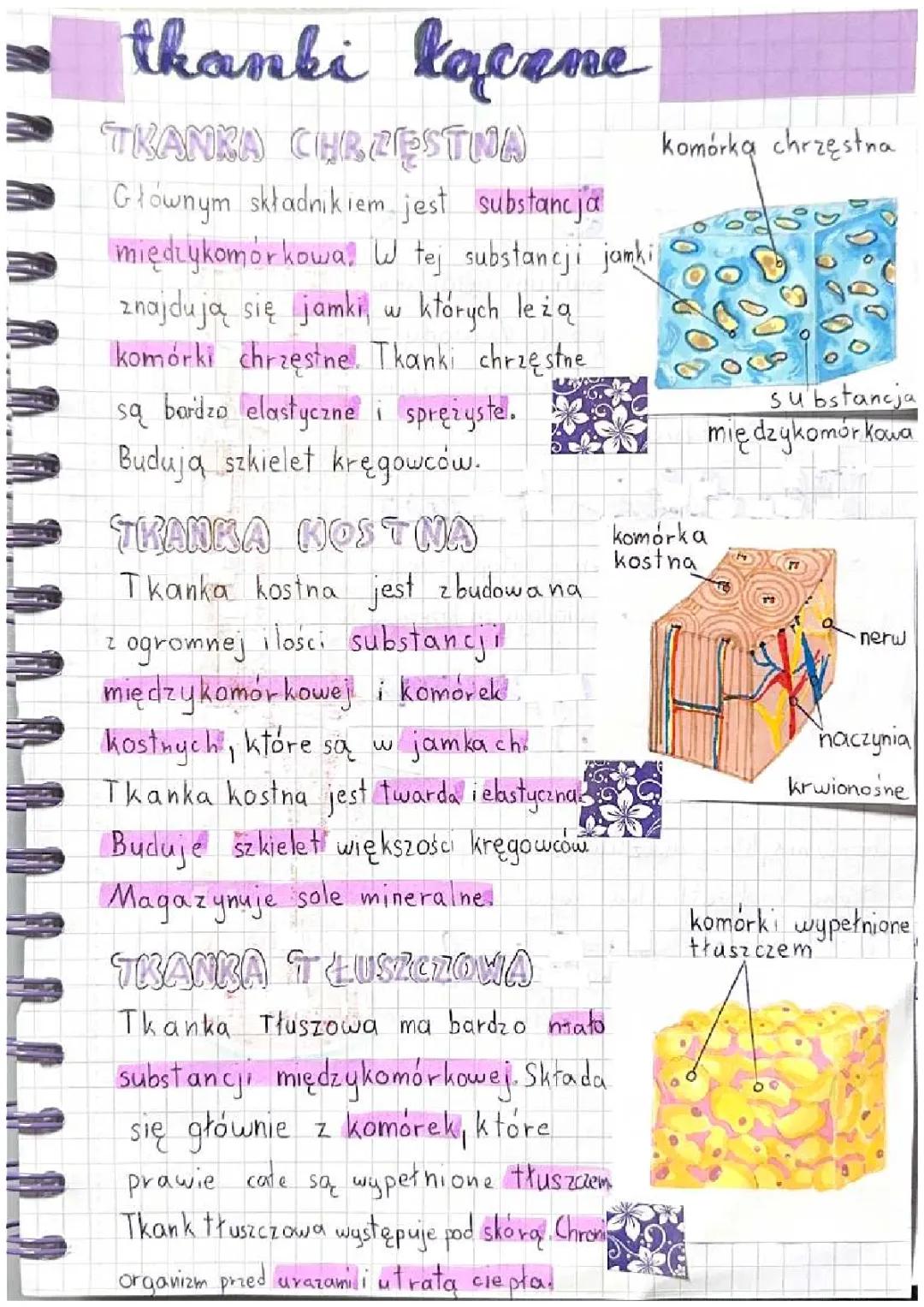 Rodzaje Tkanek Łącznych i Ich Funkcje