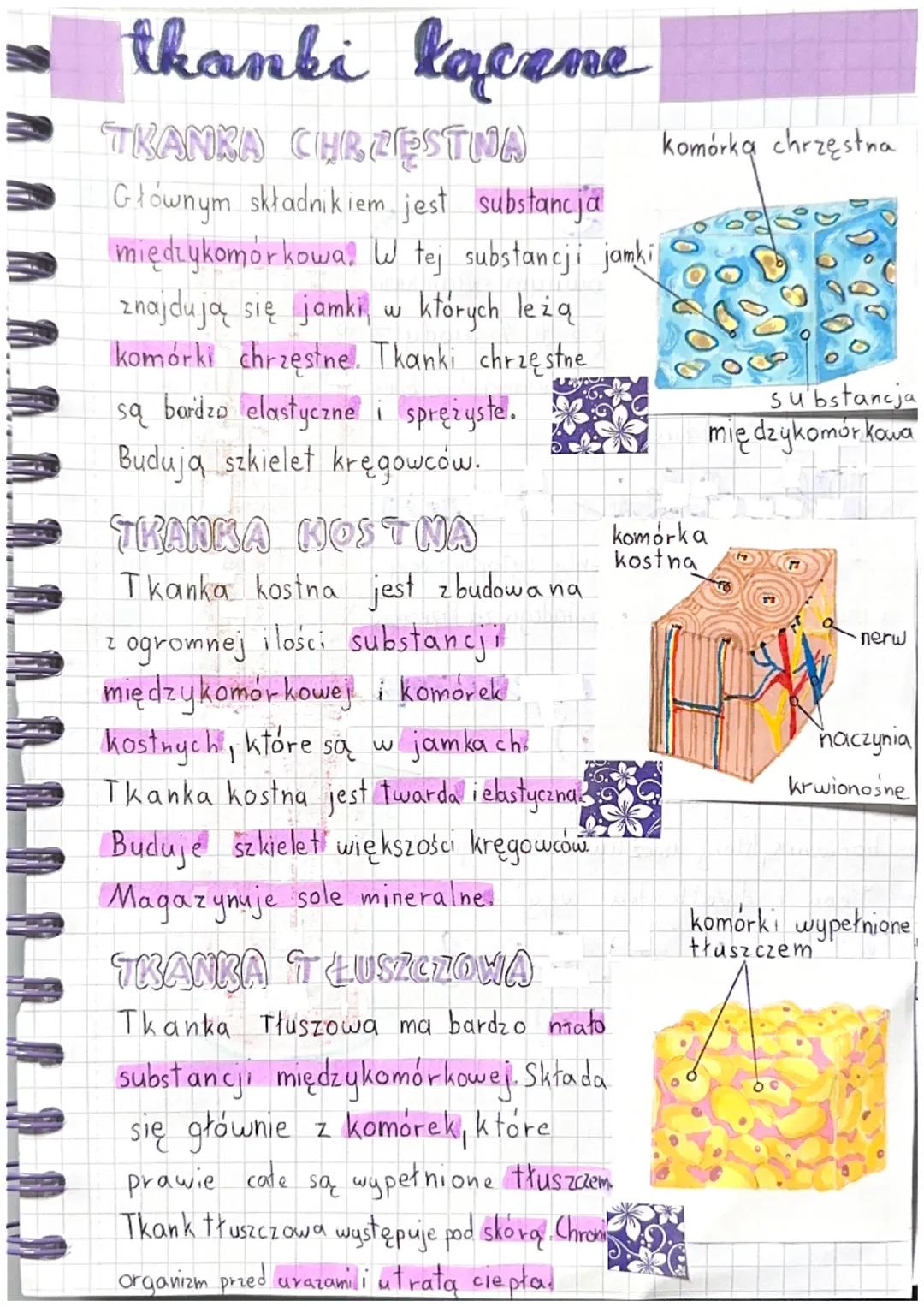 thanki łacene
TKANKA CHRZESTNA
Głównym składnikiem jest substancja
międzykomórkowa. W tej substancji jamki
znajdują się jamki
których leżą
k
