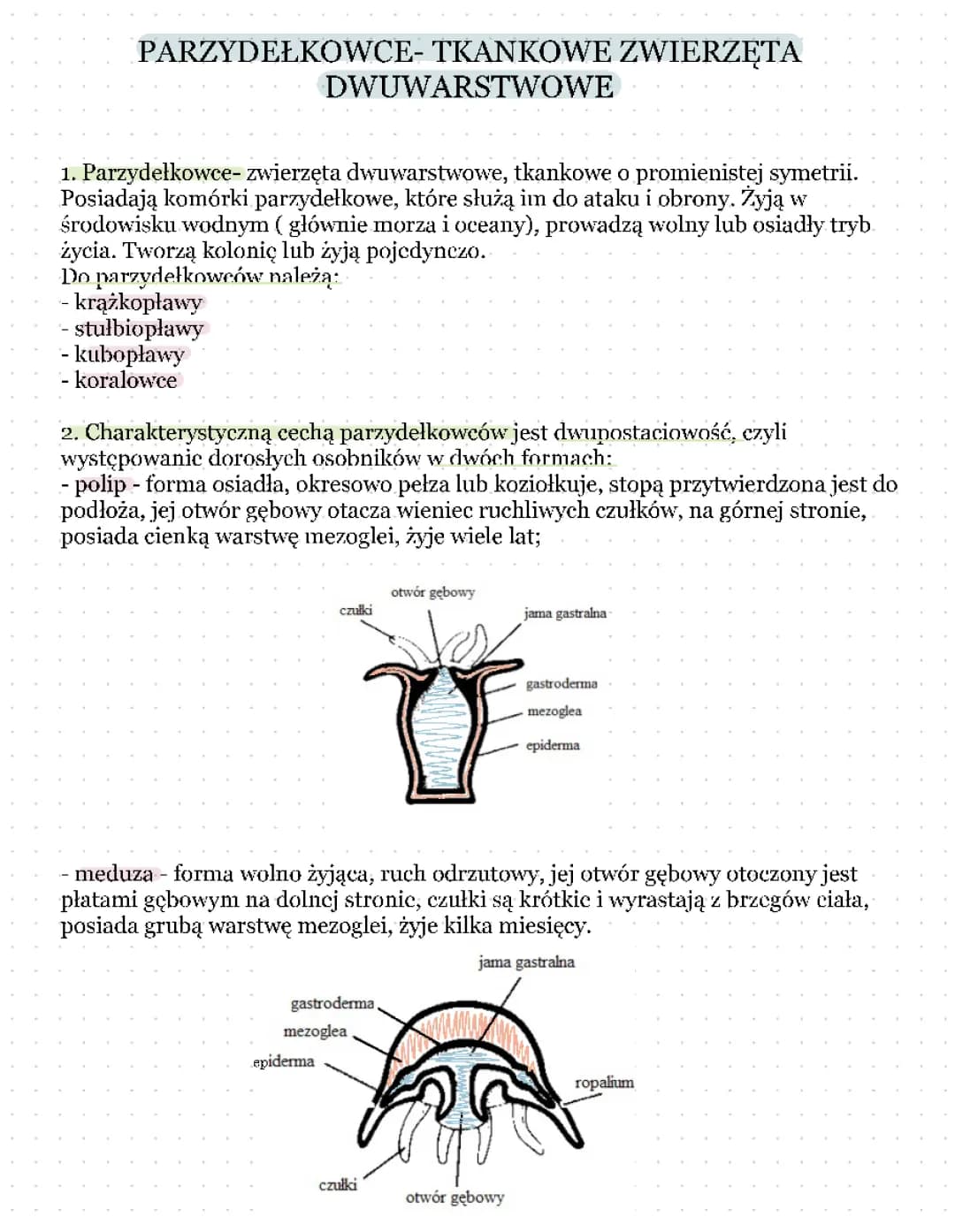 parzydełkowce