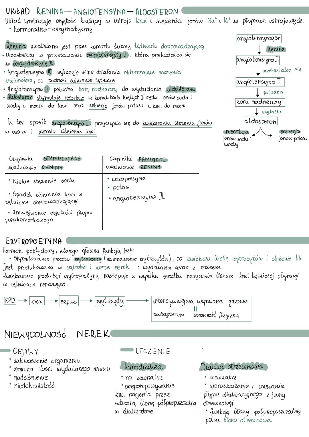 NERKI
BUDOWA
BUDOWA
•nefrony
tkanka śródmiąższowa
tkanka łączna luzína
• naczynia krwionośne i limfatyczne
Do każdej nerki dociera tętnica n