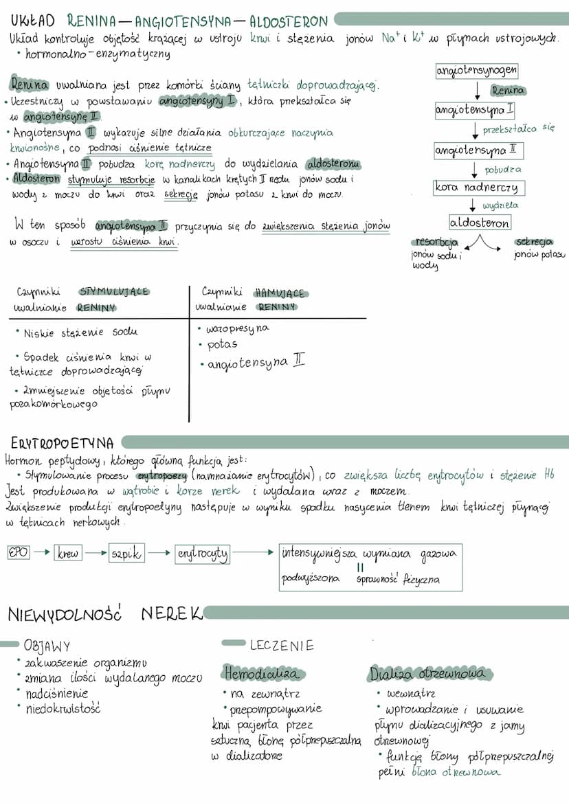 NERKI
BUDOWA
BUDOWA
•nefrony
tkanka śródmiąższowa
tkanka łączna luzína
• naczynia krwionośne i limfatyczne
Do każdej nerki dociera tętnica n