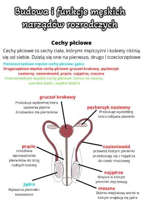 Know Budowa i funkcje męskich narządów rozrodczych thumbnail