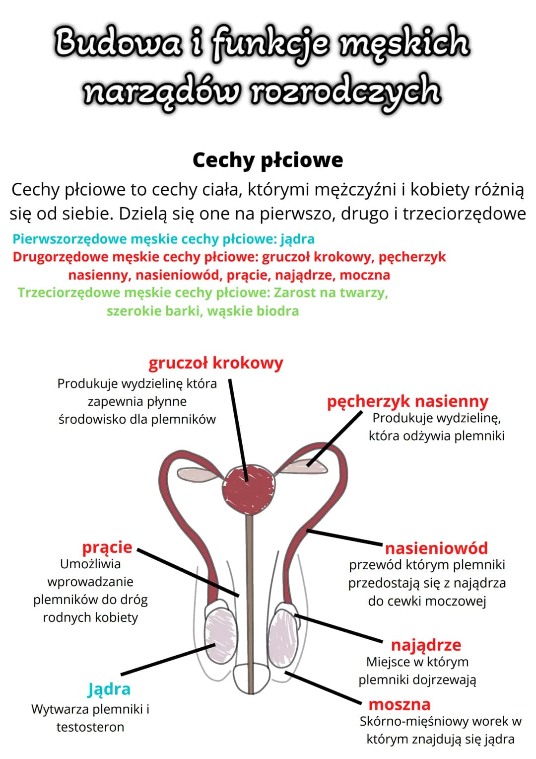 Budowa i funkcje męskich
narządów rozrodczych
Cechy płciowe
Cechy płciowe to cechy ciała, którymi mężczyźni i kobiety różnią
się od siebie. 