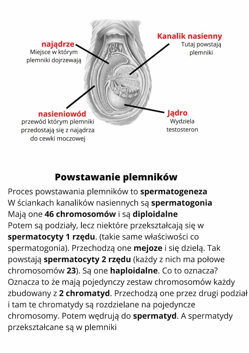Budowa i funkcje męskich
narządów rozrodczych
Cechy płciowe
Cechy płciowe to cechy ciała, którymi mężczyźni i kobiety różnią
się od siebie. 
