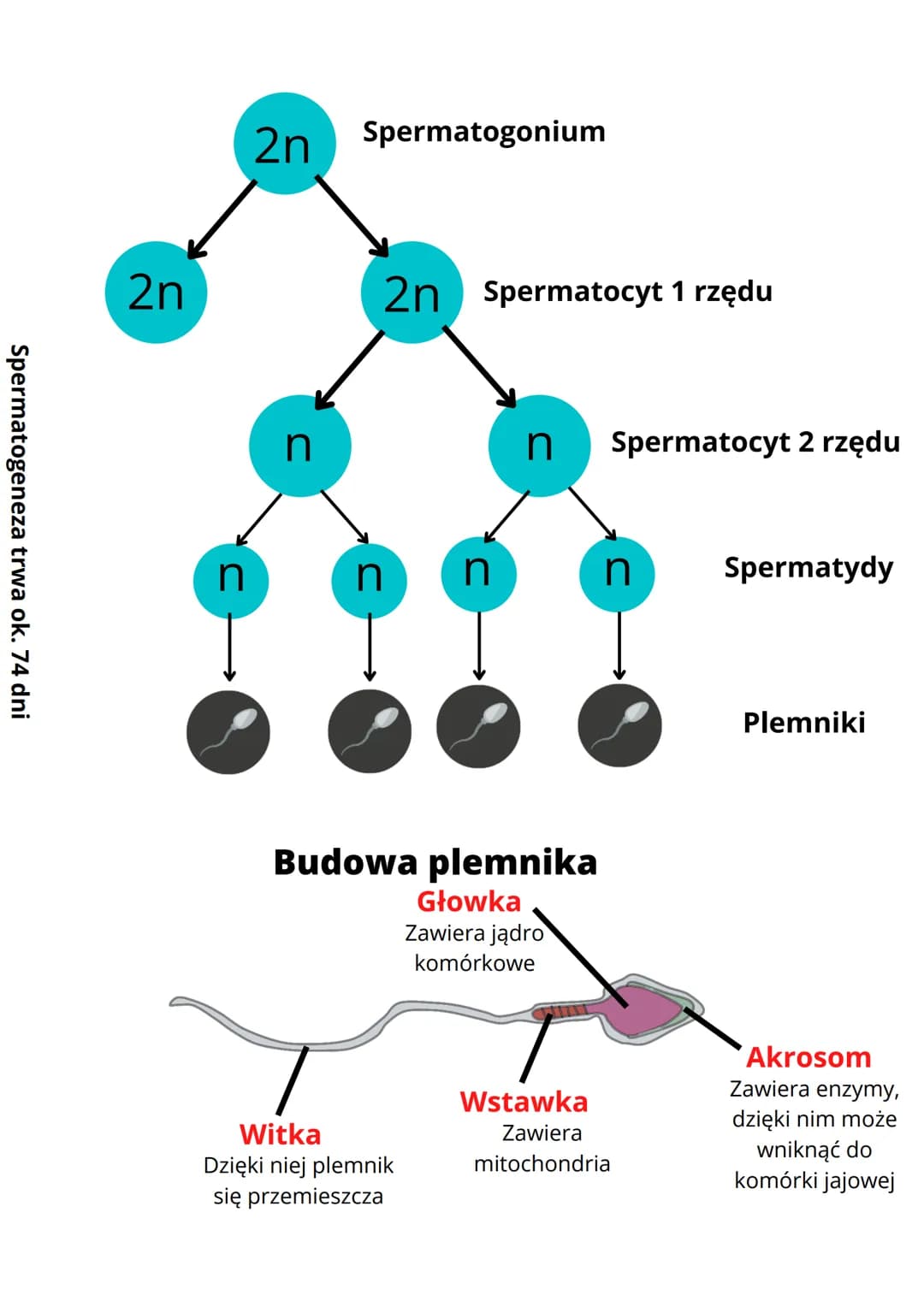 Budowa i funkcje męskich
narządów rozrodczych
Cechy płciowe
Cechy płciowe to cechy ciała, którymi mężczyźni i kobiety różnią
się od siebie. 