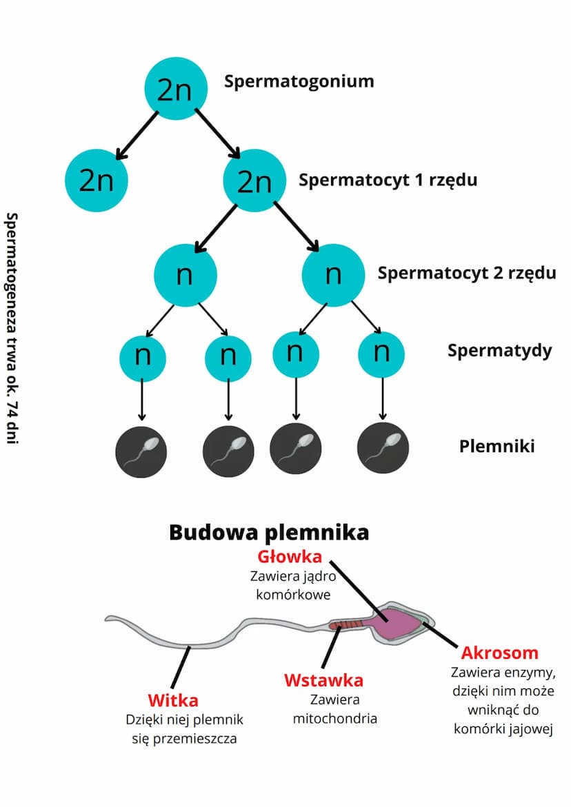 Budowa i funkcje męskich
narządów rozrodczych
Cechy płciowe
Cechy płciowe to cechy ciała, którymi mężczyźni i kobiety różnią
się od siebie. 