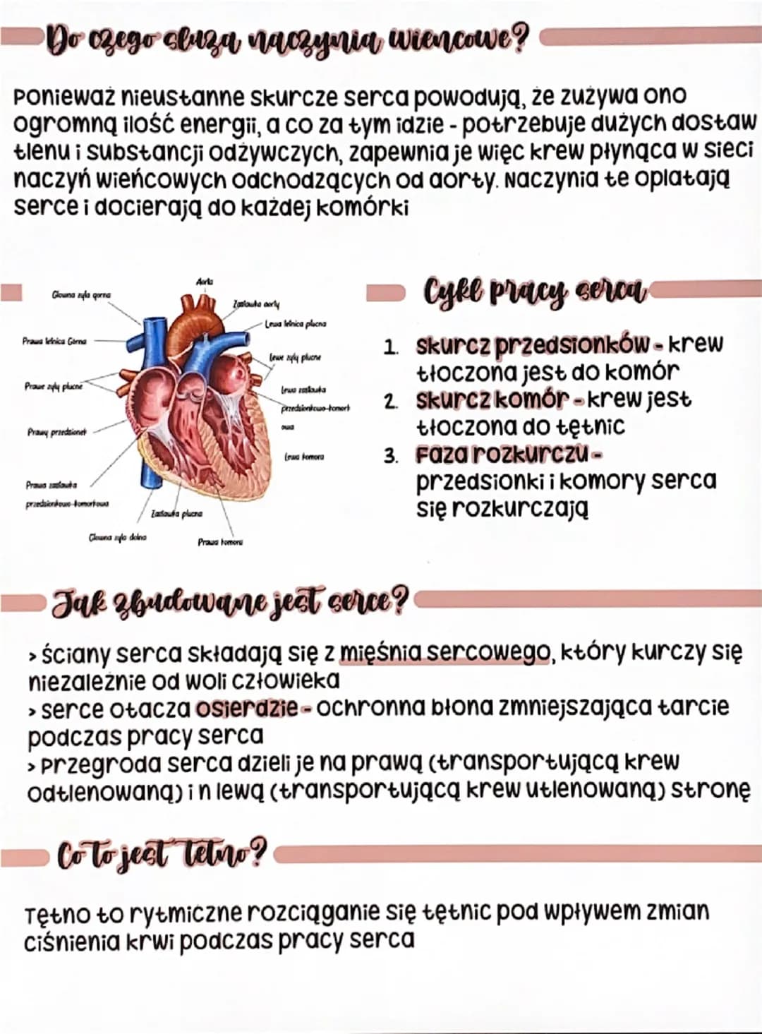 Do czego cluza naczynia wiencowe?
Ponieważ nieustanne skurcze serca powodują, że zużywa ono
ogromną ilość energii, a co za tym idzie - potrz