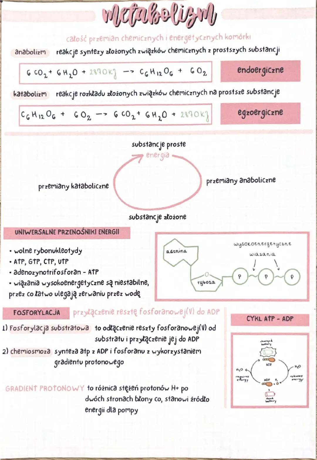 --- OCR Start ---
Metabolizm
całość przemian chemicznych i energetycznych komórki
anabolizm reakcje syntezy złożonych związków chemicznych z