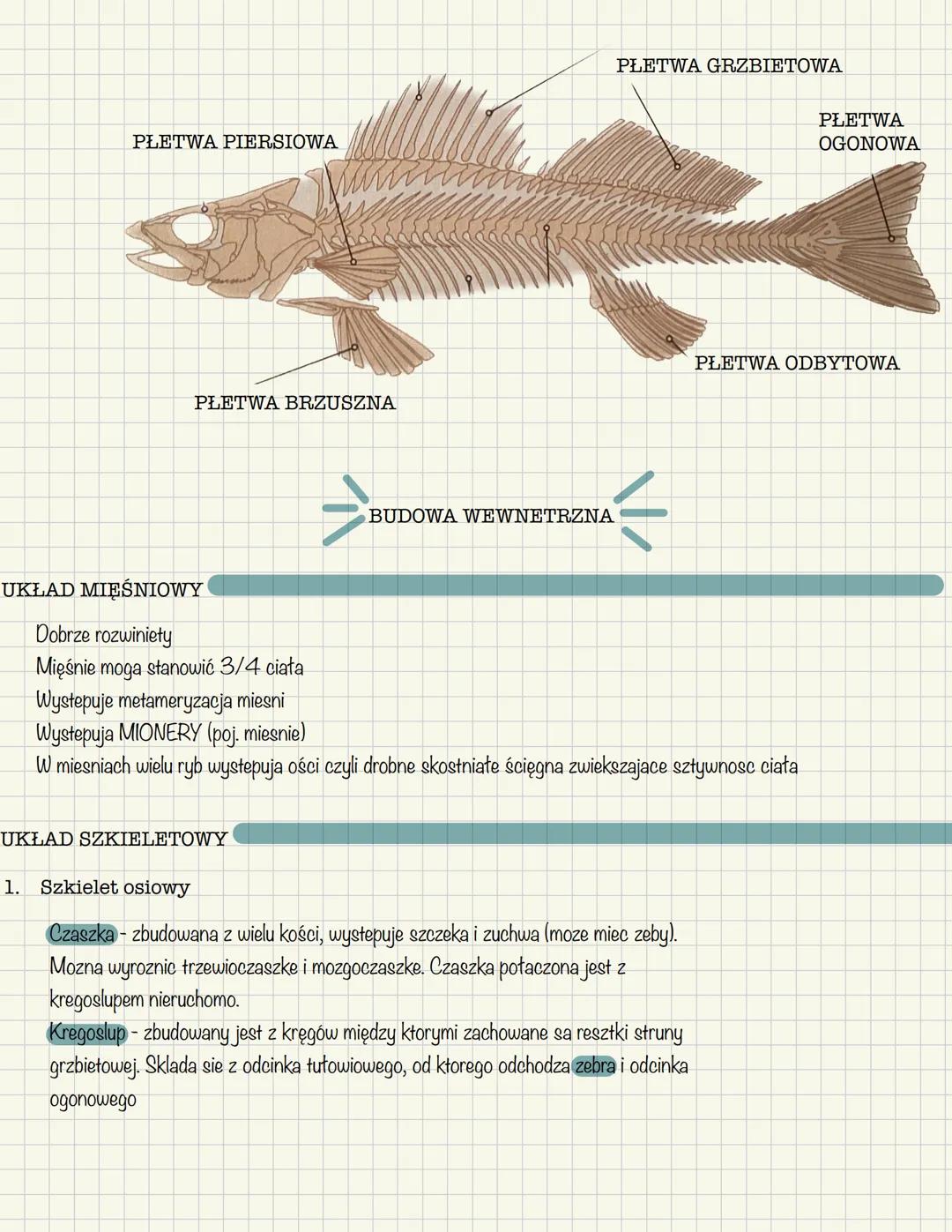 OGÓLNA CHARAKTERYSTYKA
Występuja w różnorodnych środowiskach
Wytwarzaja kostny lub chrzęstny szkielet wewnętrzny,
którego głównymi składnika