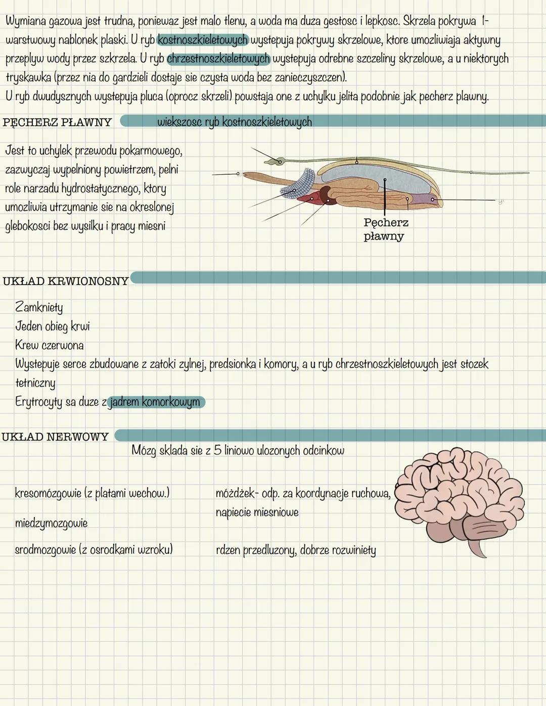 OGÓLNA CHARAKTERYSTYKA
Występuja w różnorodnych środowiskach
Wytwarzaja kostny lub chrzęstny szkielet wewnętrzny,
którego głównymi składnika