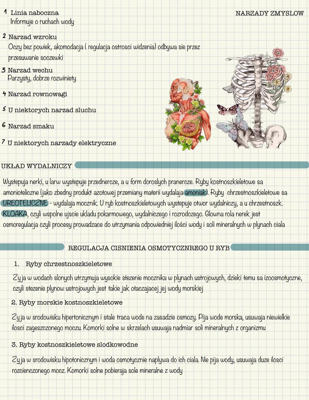 OGÓLNA CHARAKTERYSTYKA
Występuja w różnorodnych środowiskach
Wytwarzaja kostny lub chrzęstny szkielet wewnętrzny,
którego głównymi składnika