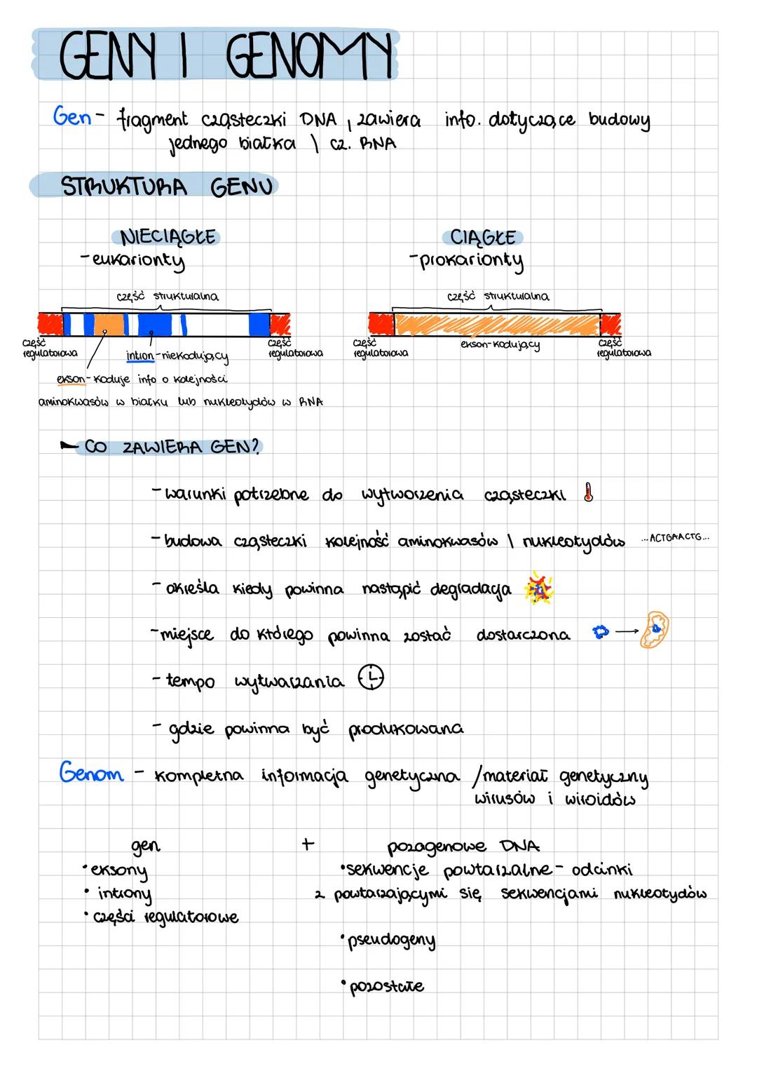 GENY I GENOMY
Gen- fragment cząsteczki DNA, zawiera into. dotyczące budowy
jednego białka | C2. PINA
STRUKTURA GENU
NIECIĄGŁE
-eukarionty
CI
