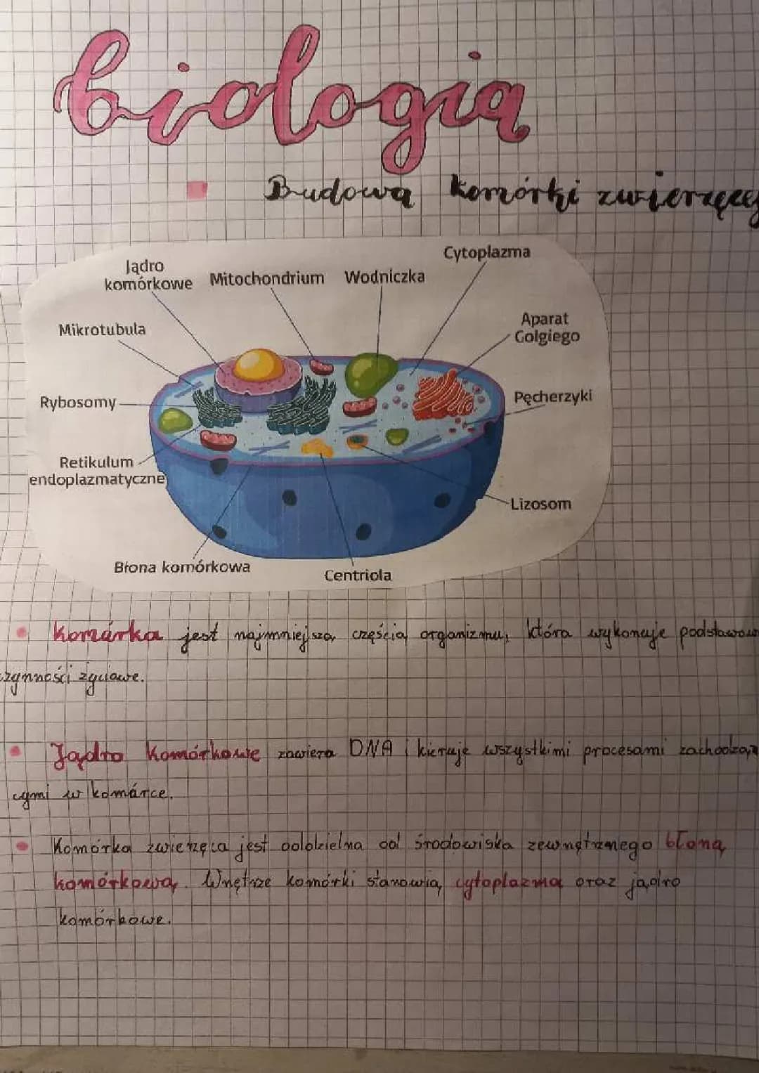Budowa komórki zwierzęcej 