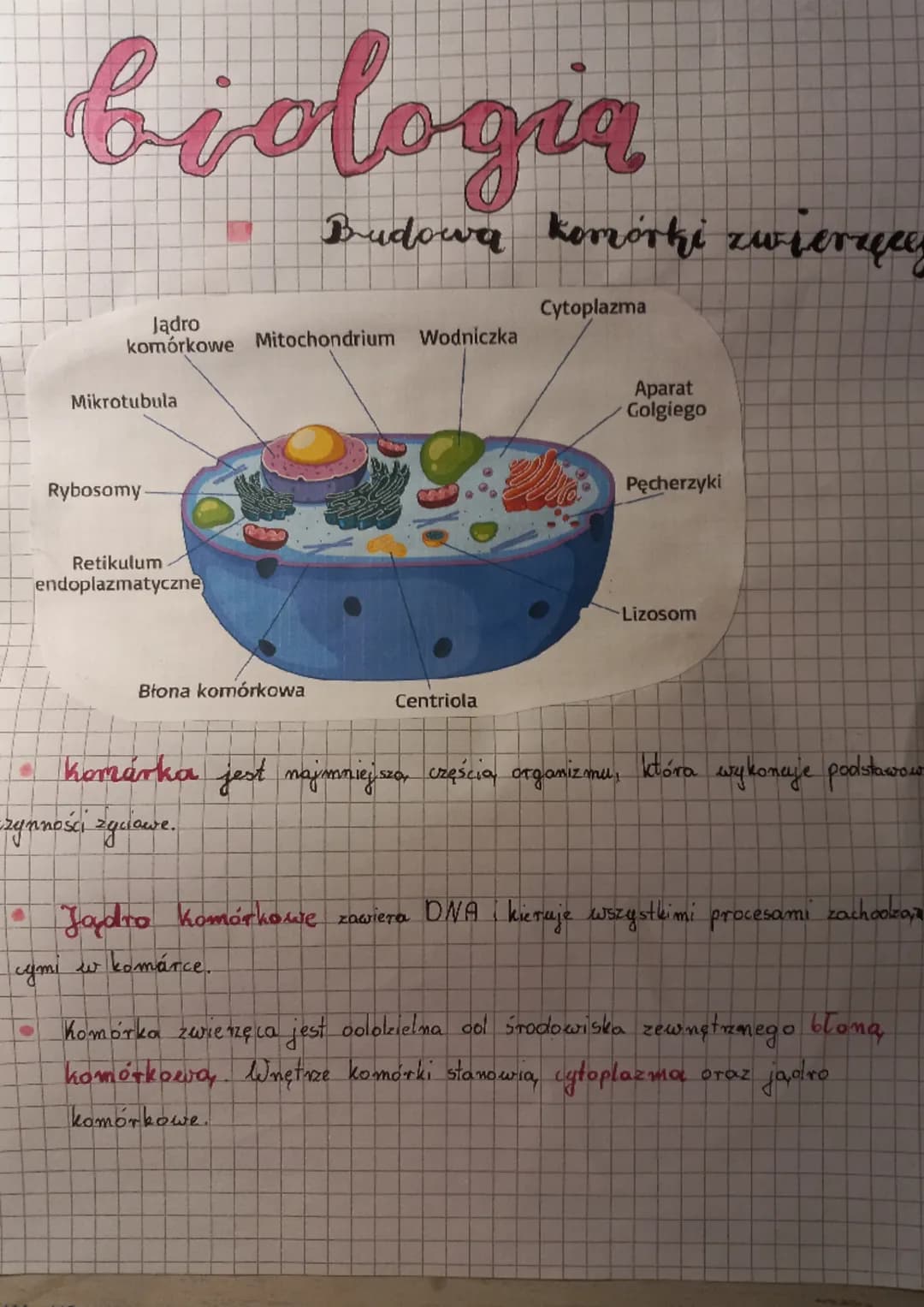 biologia
●
Jądro
komórkowe Mitochondrium
Mikrotubula
Rybosomy.
Retikulum
endoplazmatyczne
Budowa komórki zwierzees
Błona komórkowa
Wodniczka