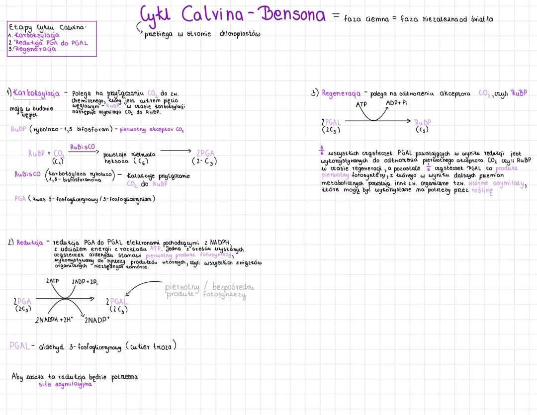 Cykl Calvina - faza ciemna (faza niezależna od światła)