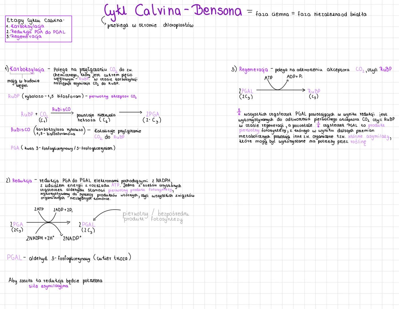 Etapy Cyken Calvina:
1. Karboksylaga
2. Reduka PGA do PGAL
3. Regeneraca
1) Karboksylacja - Polega na przyłączaniu CO₂ do zw.
mają w budowie